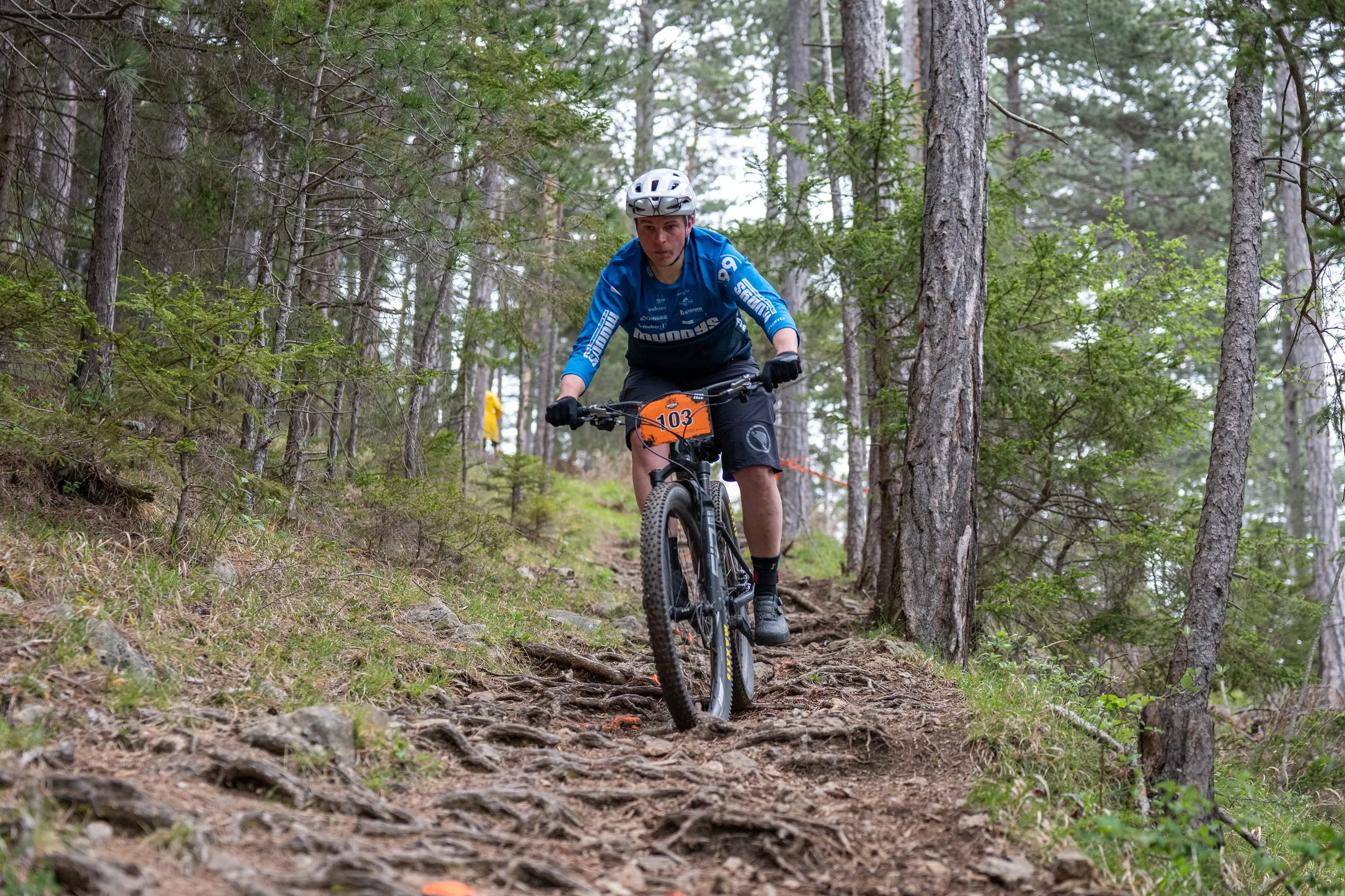 Steile Wurzelabfahrt im lichten Kiefernwald, die Wurzeln im Vordergrund sind orange markiert