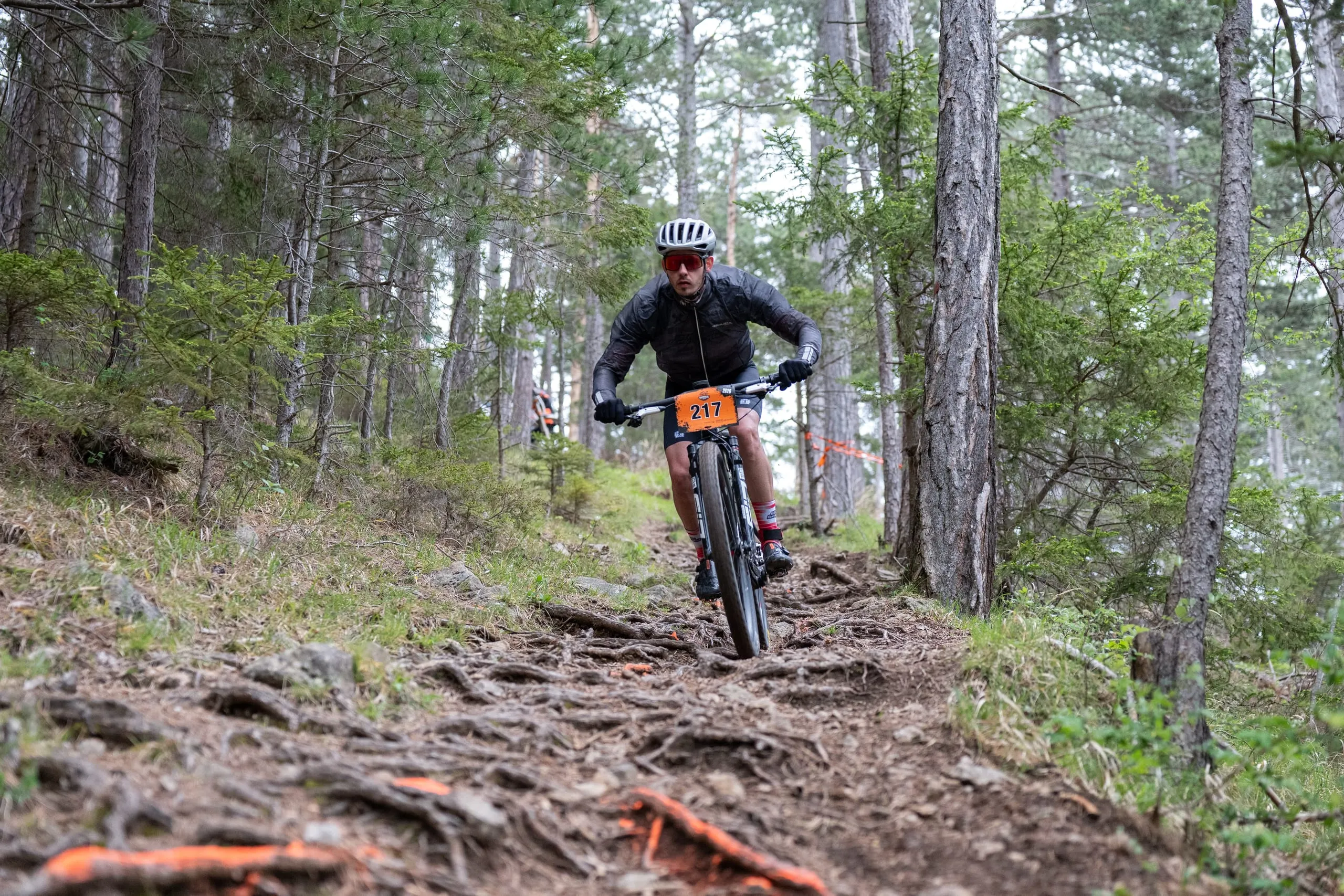 Steile Wurzelabfahrt im lichten Kiefernwald, die Wurzeln im Vordergrund sind orange markiert