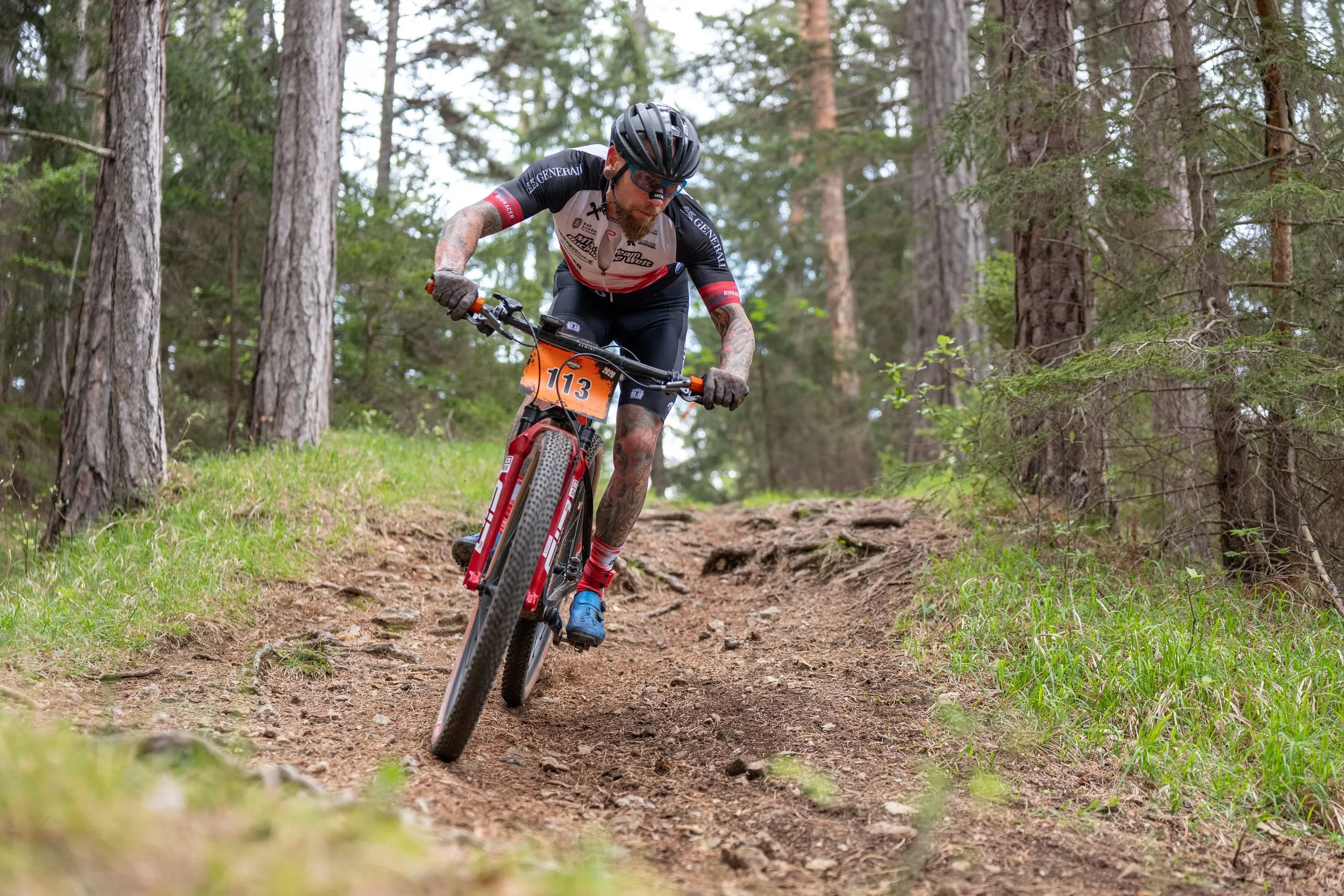 Ein Fahrer auf einem roten Bike zieht durch die Erdkurve im Kiefernwald, Staub und Wurzeln unter den Reifen